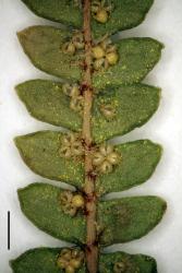 Gleichenia microphylla. Abaxial surface of ultimate leaflet, with sori, showing complanate and cuspidate ultimate segments.  WELT P026730. Scale bar = 1 mm. 
 Image: L.R. Perrie © Te Papa 2014 CC BY-NC 3.0 NZ